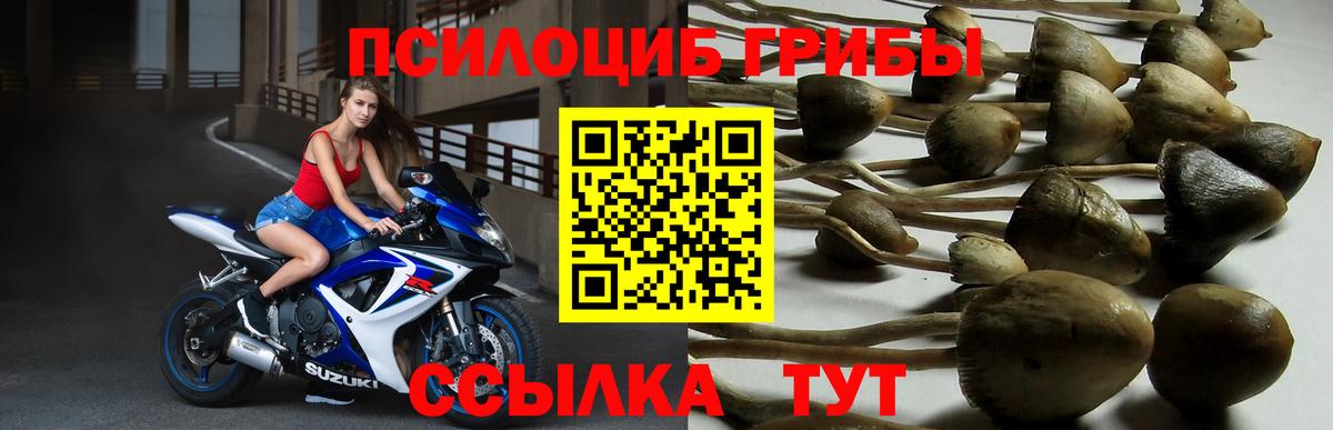где можно купить   Вход с VPN  Балашиха  Галлюциногенные грибы Psilocybe 